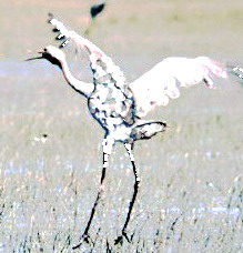 White Crane